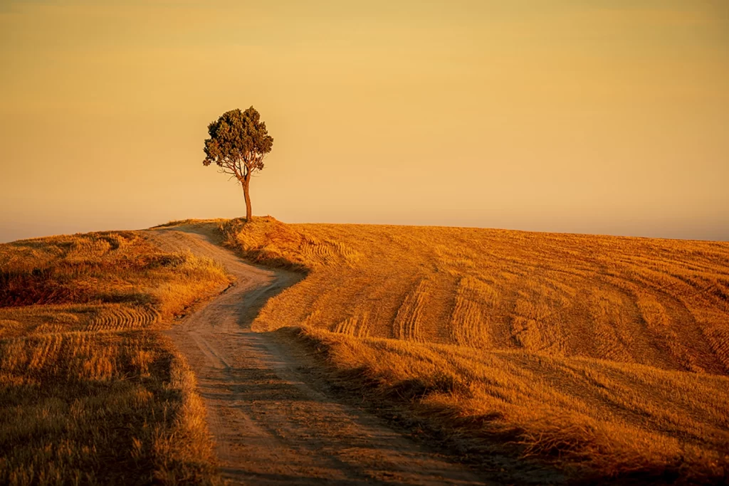 beautiful-shot-path-hills-isolated-tree-yellow-sky